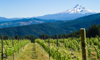 Special Wines from Oregon and Washington