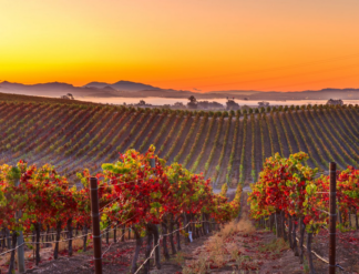 Special Wines From California